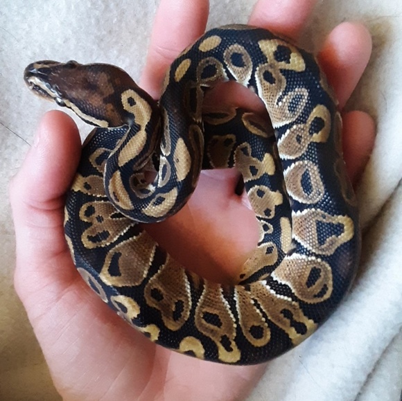 Meet your Posher, Brittany - Picture 3 of 6